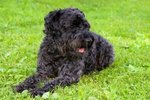 Kerry Blue Terrier dog on the grass