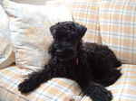 Kerry Blue Terrier on couch