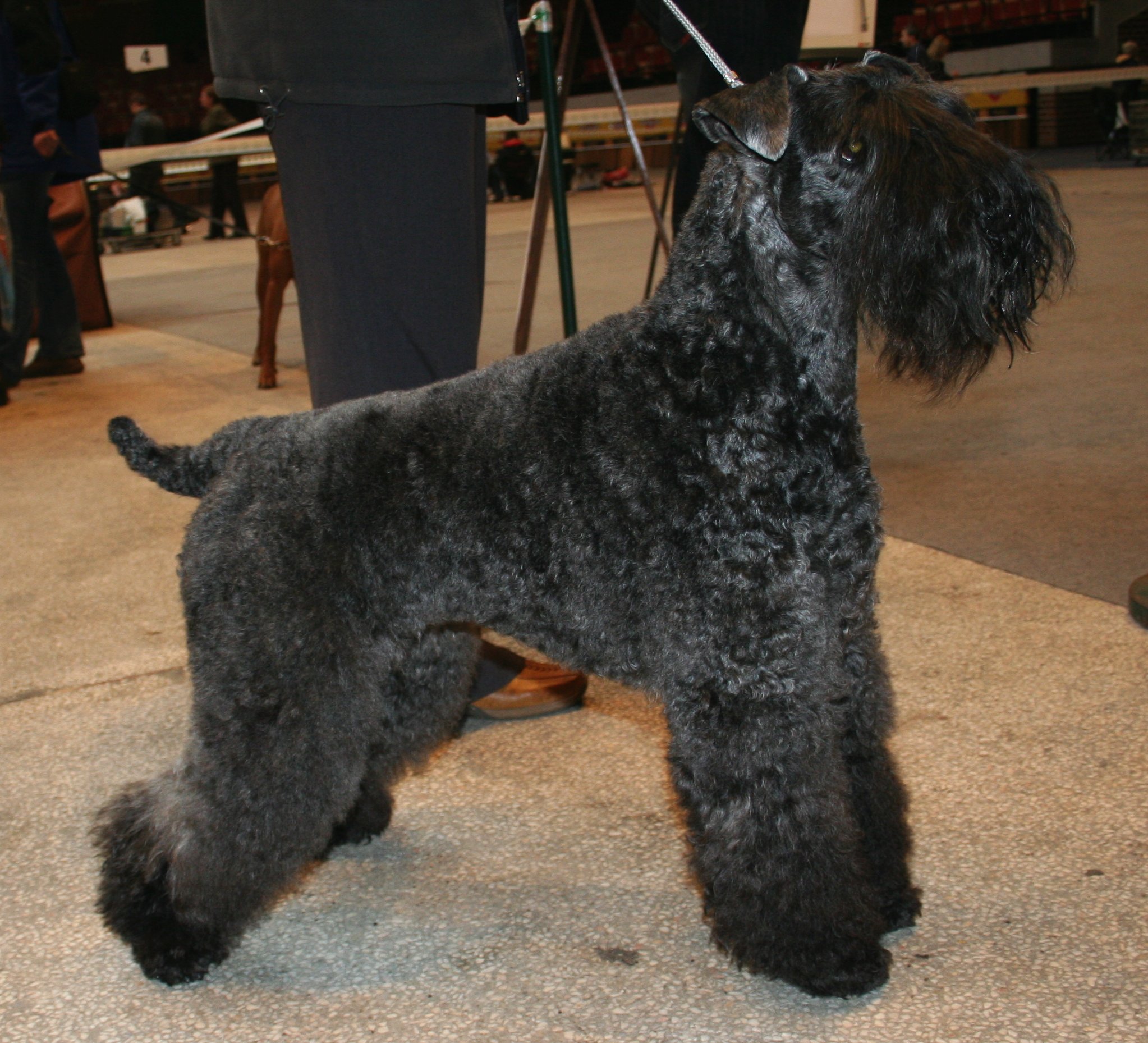 Kerry Blue Terrier wallpaper