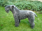 Kerry Blue Terrier