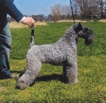 Kerry Blue Terrier with the owner