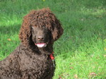 Kindly Irish Water Spaniel dog