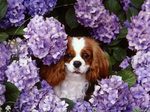 King Charles Spaniel dog in flowers