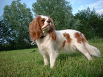 King Charles Spaniel on the grass