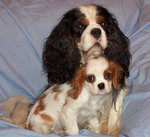 King Charles Spaniel with her baby