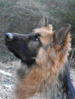 King Shepherd dog face