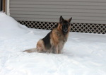 King Shepherd dog in the snow