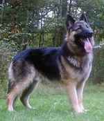 King Shepherd dog