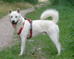 Kishu dog