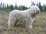 Komondor dog in the field