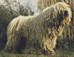 Komondor dog