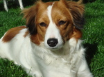 Kooikerhondje dog face