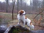 Kooikerhondje dog in the forest