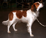 Kooikerhondje dog