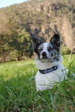 Koolie dog on the grass
