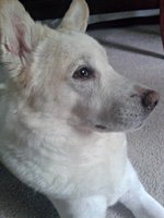 Korean Jindo Dog face