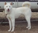 Korean Jindo Dog near the car