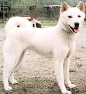 Korean Jindo Dog wallpaper