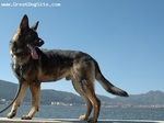 Kunming Wolfdog near the sea