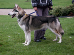 Kunming Wolfdog with his owner