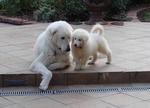 Kuvasz dog and a puppy