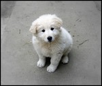 Kuvasz puppy