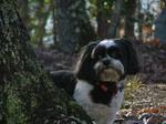 Kyi-Leo dog in the forest
