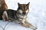 Labrador Husky on the snow