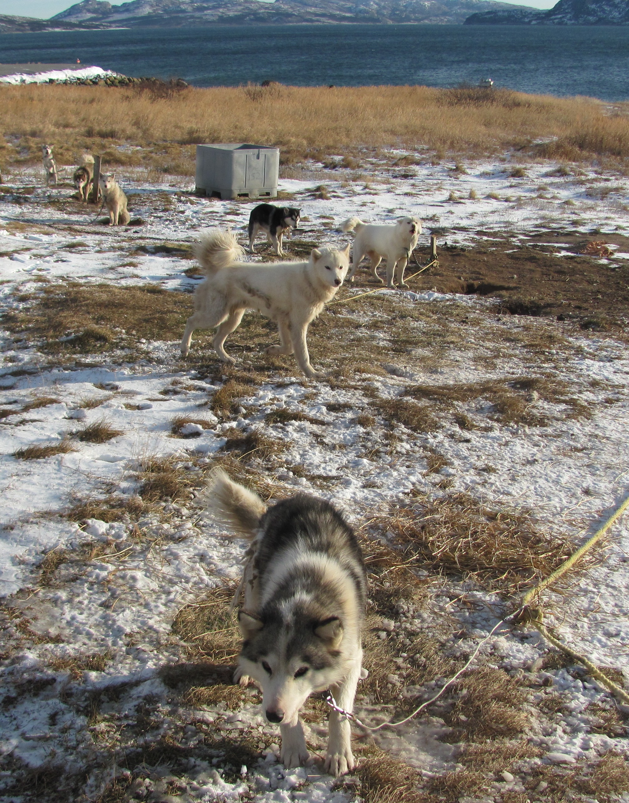 Labrador Husky wallpaper