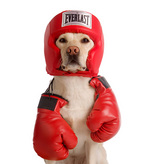 Labrador Retriever Boxing Day