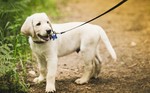 Labrador Retriever puppy for a walk