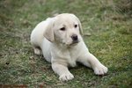 Labrador Retriever puppy