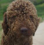 Lagotto Romagnolo dog face