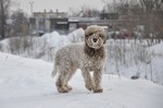 Lagotto Romagnolo dog in the snow