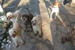 Lagotto Romagnolo dogs