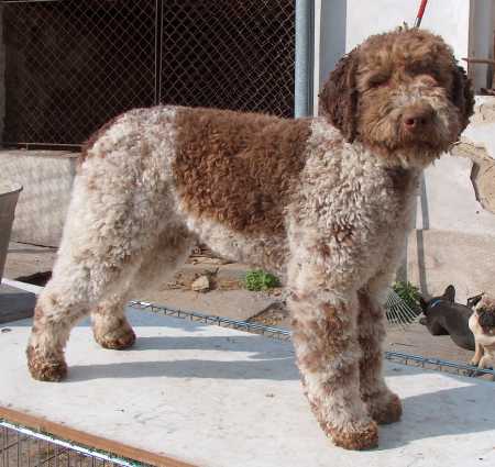 Lagotto Romagnolo wallpaper