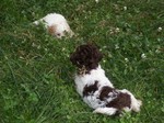 Lagotto Romagnolo puppies in the grass