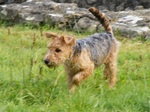 Lakeland Terrier dog for a walk