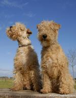 Lakeland Terrier dogs