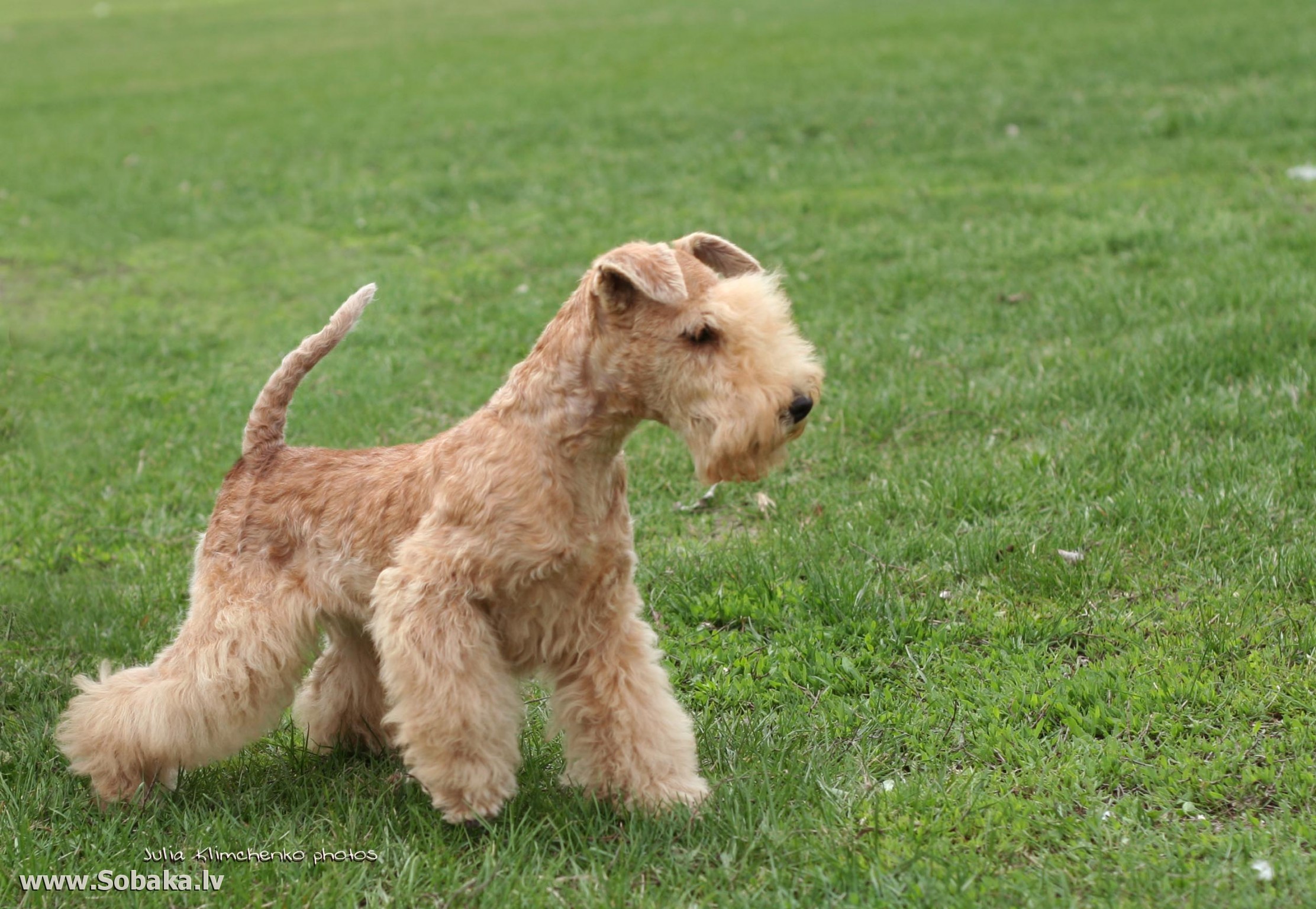 Lakeland Terrier wallpaper