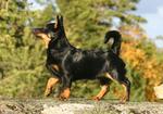 Lancashire Heeler dog for a walk