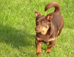 Lancashire Heeler dog on the grass