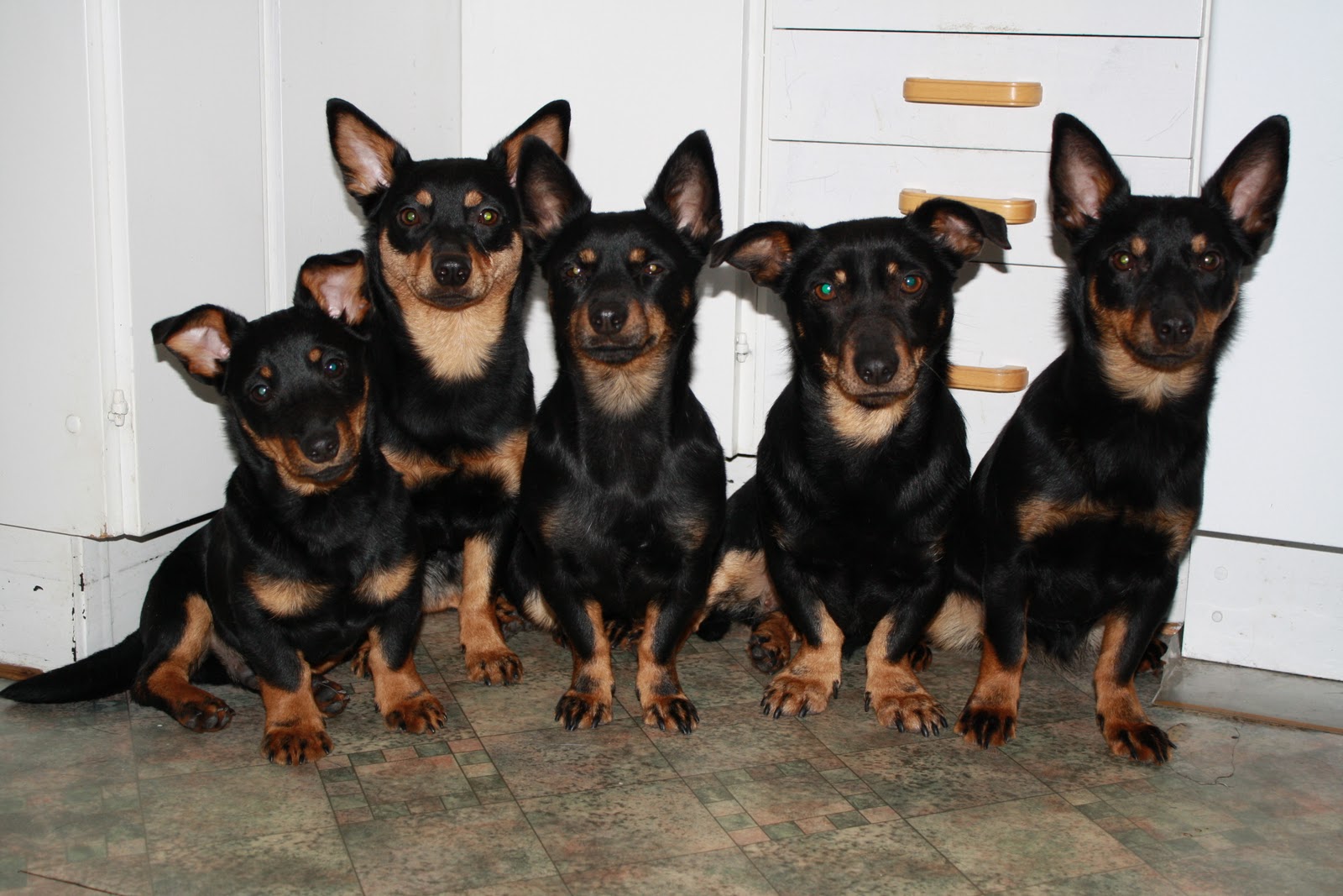 Собаки ланкаширский хилер фото