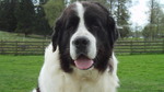 Landseer dog face