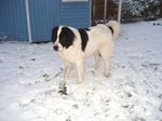 Landseer dog in the snow