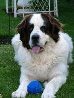 Landseer dog with a ball