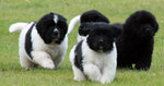 Landseer puppies