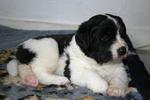 Landseer puppy