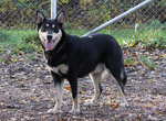 Lapponian Herder dog for a walk