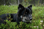 Собака лапинпорокойра в траве